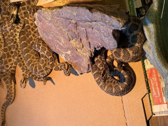 Nearly painless, occasionally fatal: What’s it like to get bitten by a rattler? Massasauga rattlesnakes, including the one that bit Parker Space at Space Farms Zoo.