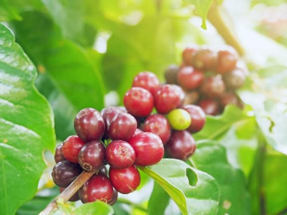 Coffee beans, fresh coffee, red berry branch.