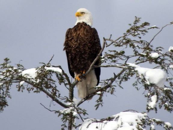 The Sanfordville eagle The Sanfordville eagle