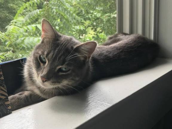 Warwick Wildcats Bernie, submitted by Kim Peralta.