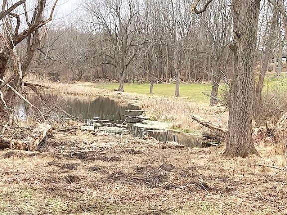 The newly cleared area where kayaks can be launched directly into the Creek.