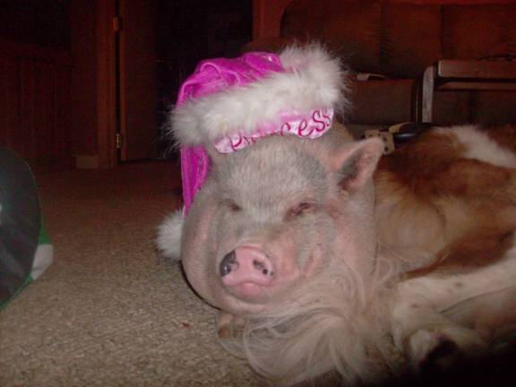 Pampered pets Submitted by Scott Feldman of Wantage, N.J. "Daisy is our 5 year old pot belly pig, aka named Sweet Cheeks. She is very smart and a great pet."