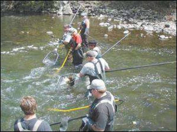 Fish rescued after being washed over dam Fish rescued after being washed over dam