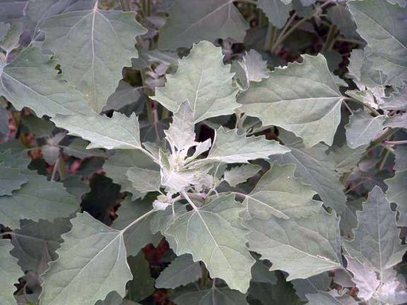 Edible plants and stars Common lambsquarter is generally considered edible.