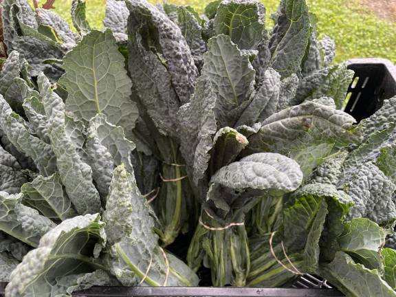 Tuscan kale.