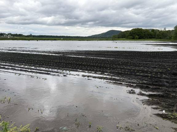 Four inches of rain cause widespread damage throughout the Warwick Valley More than four inches of rain fell within a brief few hours during the early morning hours of Saturday, May 31, causing widespread flooding and tree damage throughout the Warwick Valley. Agricultural areas adjacent to County Route One, for example, resembled a shallow lake. Photo by Peter Lyons Hall.