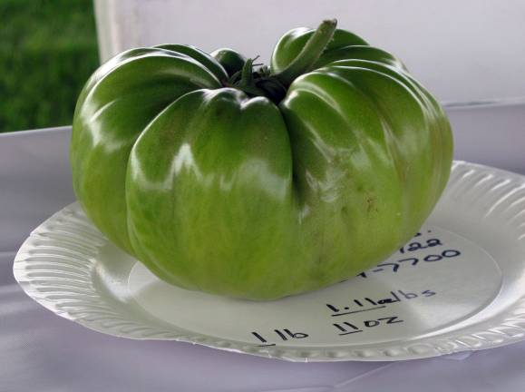 Scheuermanns host annual largest tomato contest File photo provided by Peter Lyons Hall Darryl Slate of Vernon, N.J., won last yearís inaugural largest tomato contest with one that weighed one pound, 11 ounces. The world record is seven and three-quarters pounds.