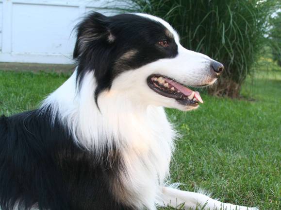 Cornell Cooperative Extension offers dog training and grooming classes for young people The 4-H Program of Cornell Cooperative Extension is offering Dog Obedience and Grooming classes for young people 9–19 years of age beginning in March.