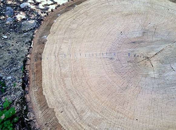 Temporary 10-year markings on 220-year-old white oak.