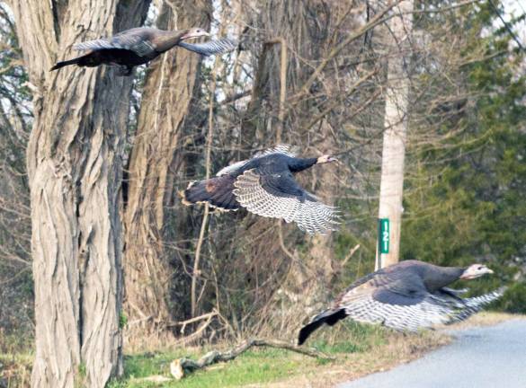 Wild turkeys on the fly Wild turkeys on the fly