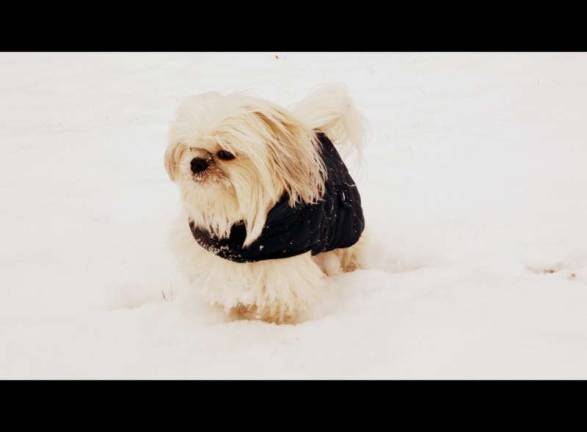 Pampered pets Submitted by Maria Elena Robayo of Warwick, N.Y. "Ty is a city dog and when we go to Warwick he enjoys playing with the snow."