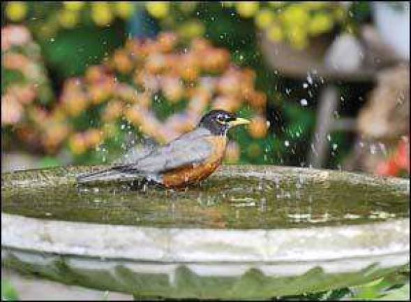 Build a better birdbath Build a better birdbath