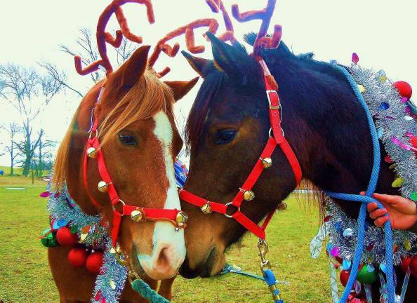Pampered pets Submitted by Adrianna Altamirano of Hamburg, N.J. Odd Socks and Sambuca.