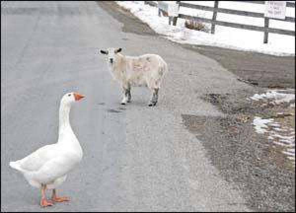 What did the goose and goat cross the road? What did the goose and goat cross the road?
