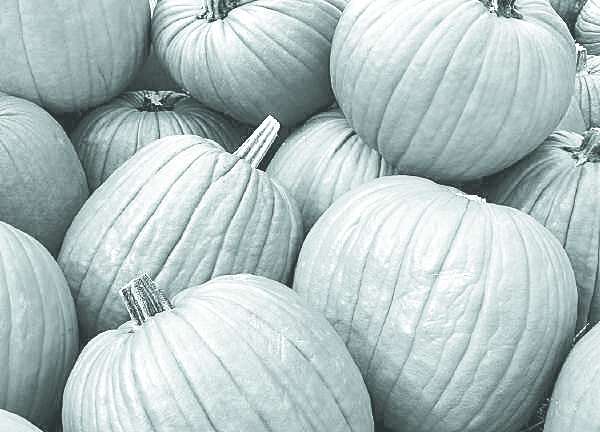 Time for the Pumpkin Festival Source: Scienceblogs.com