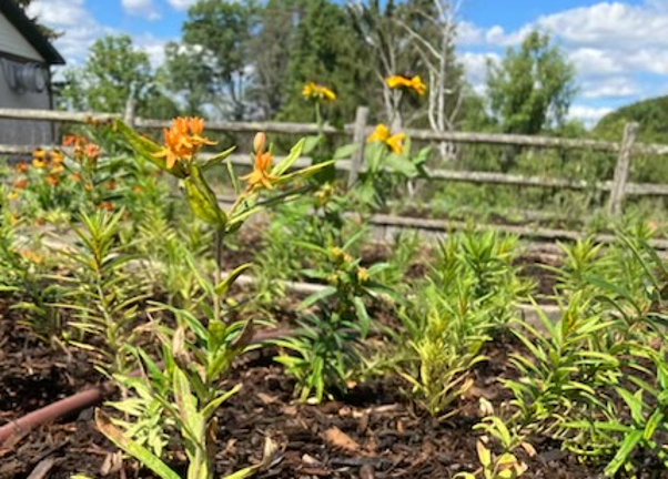 Native Plant Demonstration Garden at the Warwick Valley Winery &amp; Distillery.