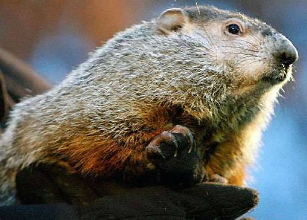 Celebrate Groundhog Day at Bear Mountain State Park Photo illustration