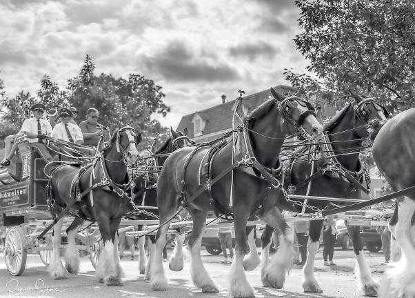 Even in black and white, the Budweiser Clydesdales look regal and strong.
