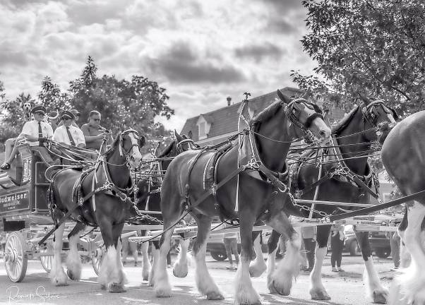 150 years in the making Even in black and white, the Budweiser Clydesdales look regal and strong.