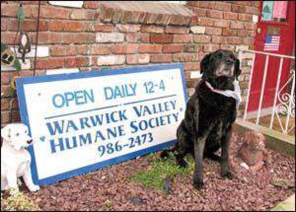 Seniors for seniors program available at Warwick animal shelter Seniors for seniors program available at Warwick animal shelter