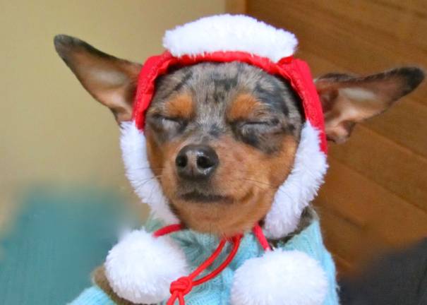 Vote for the best holiday photo Submitted by: Barbara Delaney of Stanhope, N.J. "Meet Chloe, Santa's favorite little pup to turn to whenever the elves call in sick. On a cold day she will warm your heart"