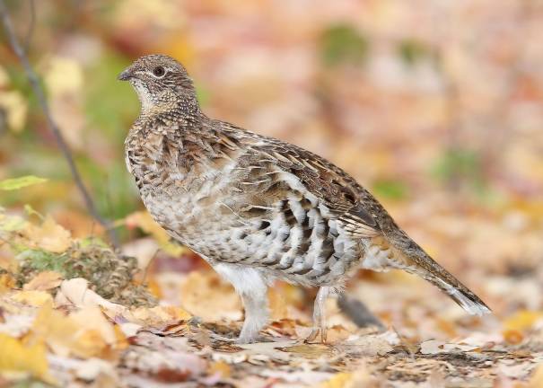 Where have the wild birds gone? 3 billion fewer than 1970