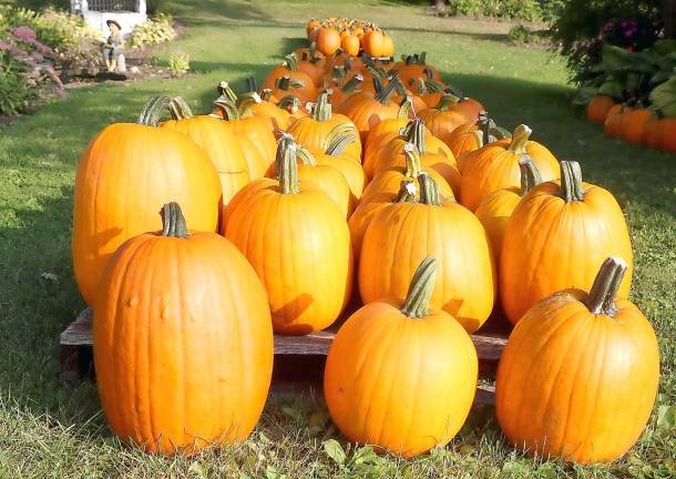 Autumn is always pumpkin season in Warwick.