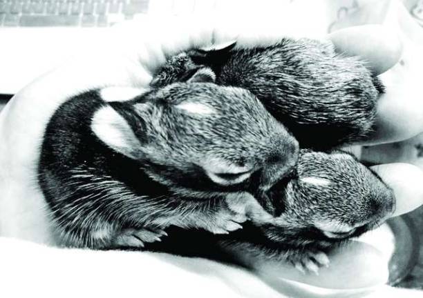 Photos by Carol Linguanti Eastern cottontail rabbit babies.
