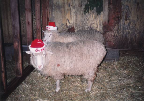 Pampered pets Submitted by Jean Blancato of West Milford, N.J. "Here are Sugar and Honey of Macopin Farm wearing their Santa hats."