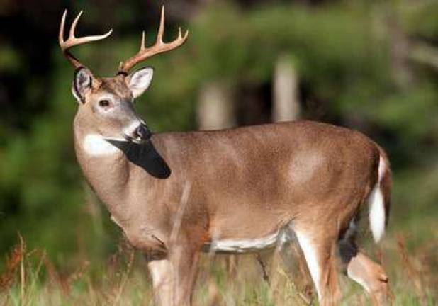 DEC: Record bear harvest and steady deer take in 2011 Hunters in New York State harvested more than 228,350 deer during the 2011 hunting season, according to the state Department of Environmental Conservation.
