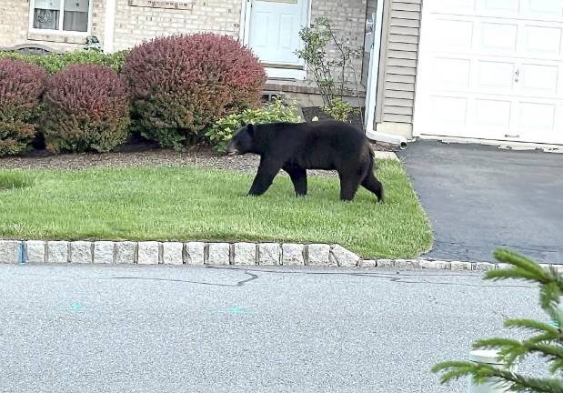 The bare bones about bear encounters A black bear strolls through the Indian Field townhouse development in Hardyston, NJ.
