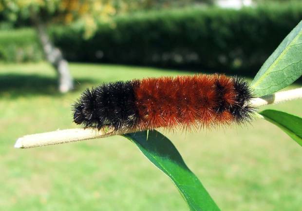 Will the winter be mild or cold? Find out from the woolly bear caterpillar Photo by Pam Golben The Hudson Highlands Nature Museum will host a program on the Woolly Bear Caterpillar on Saturday, Oct. 20.
