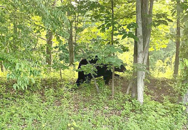 The bare bones about bear encounters A bear seen around a residential neighborhood in Montague, NJ, near the Pennsylvania border.
