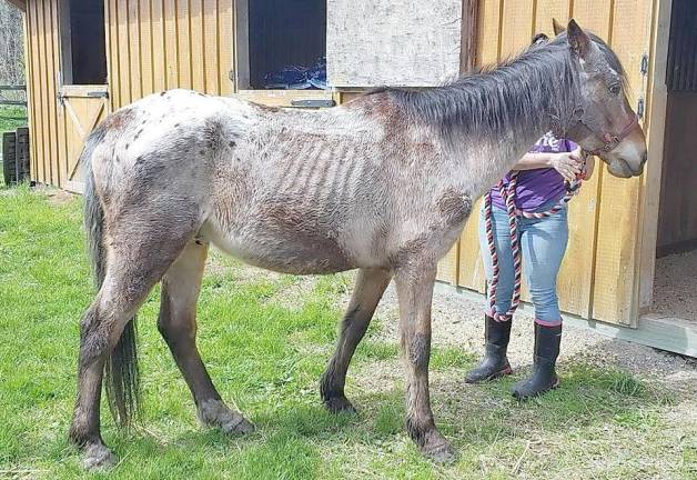 Cailan was rescued by Pets Alive.