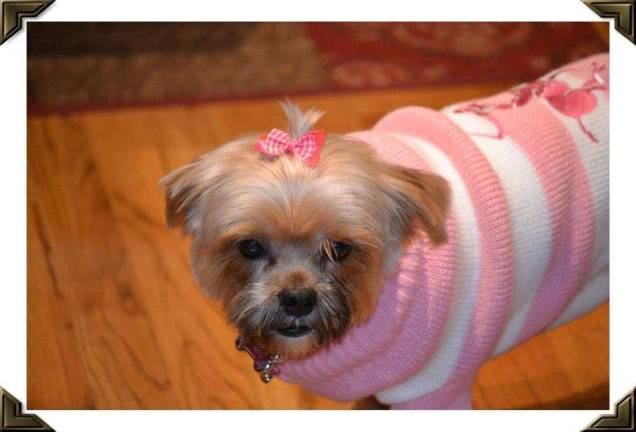 Pampered pets Submitted by Tamara Krueger of Andover, N.J. "Izzie is our rescued Shorki. Her original owner was a Marine who was deployed and had to leave her and her twin brother behind."
