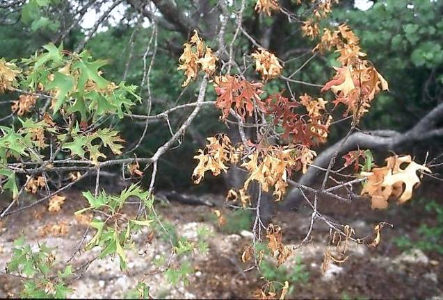 Watch out for oak wilt disease, says Shade Tree Commission