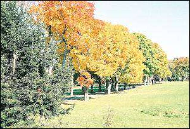 Hudson Highlands museum presents Terrific Trees Hudson Highlands museum presents Terrific Trees