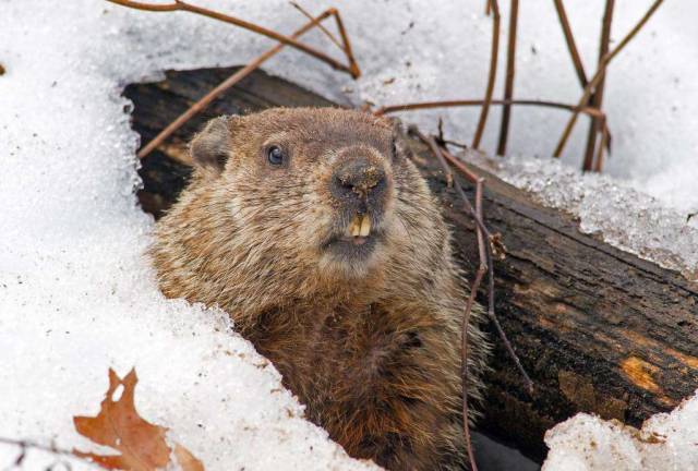 Warwick Valley Community Center to host Groundhog Day Celebration on Feb. 2 Provided photo Find out on Feb. 2 whether there will be six more weeks of winter at the Groundhog Day Celebration at the 3 Pines Nature Place at the Warwick Valley Community Center.