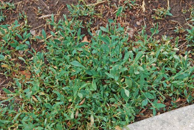 Eco-friendly weed control in lawns Melinda Myers, LLC. Prostrate Knotweed is frequently found growing next to walks and drives or other high traffic areas.