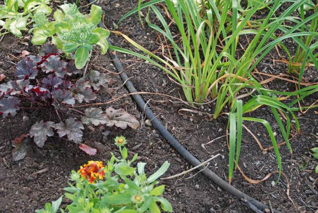 Don’t let summer droughts stop you from gardening Melinda Myers, LLC Soaker hoses save water by applying the water directly to the soil where it is needed.