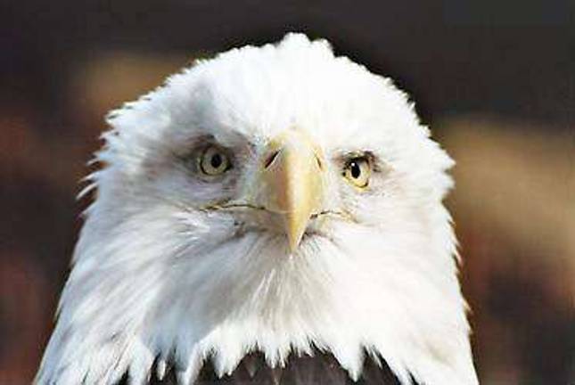 Bear Mountain State Park hosts bird festival this Saturday Samantha, the bald eagle, is among the many birds native to New York on exhibit at the Trailside Museums and Zoo, located at Bear Mountain State Park.