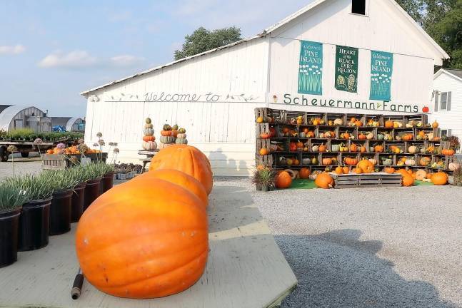 Pumpkin displays at Scheuermann Farms Greenhouses.