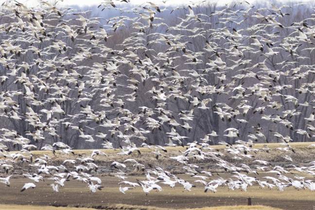 Snow geese feast before their Arctic flight Snow geese fill the air space above the black dirt farming region of Warwick NY before continuing their migration back to the arctic breeding grounds. In spring when building up fat reserves for migration, they may feed more then 12 hours daily