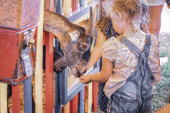 Hold your horses: There are hundreds of animals to see at the fair