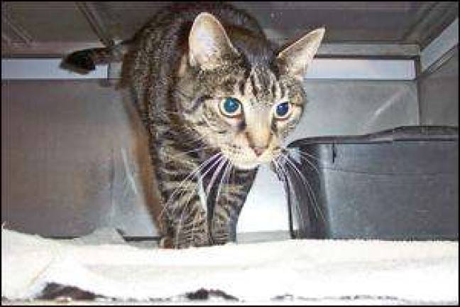 Pet of the Month Pet of the Month