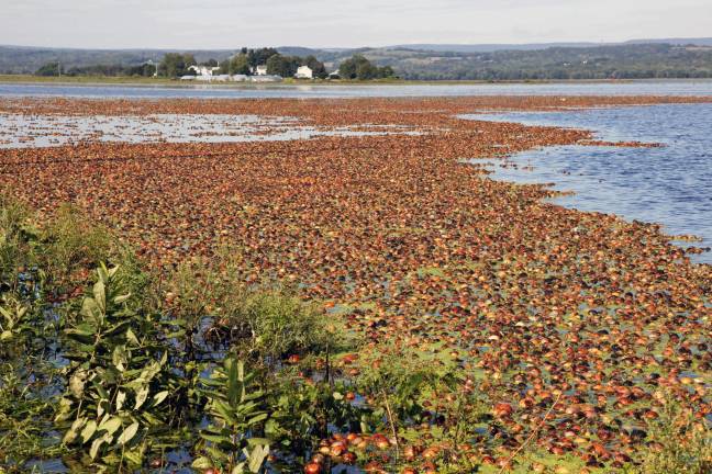 Then and now Onions float to the surface of the floodwaterís along Missionland Road in Pine Island after Hurricane Irene and Tropical Storm Lee in August 2011.