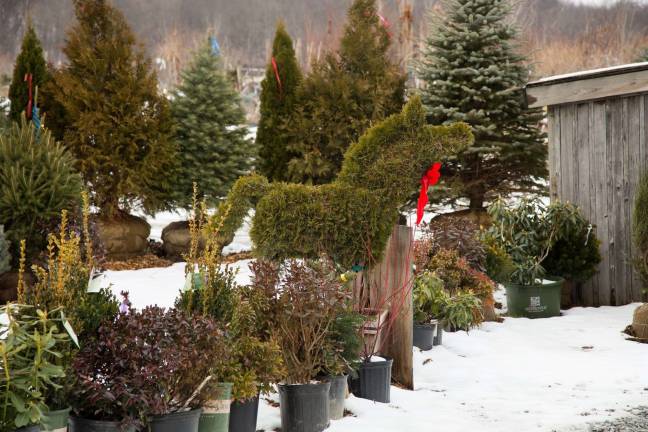 Orange County promoting its holiday tree selection Manza Family Farm in Montgomery (Photo provided)