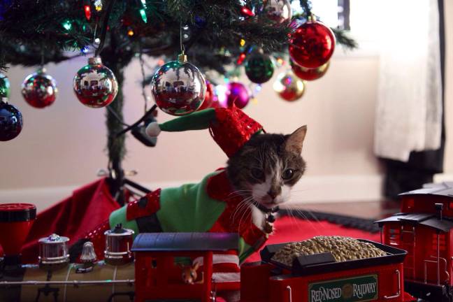 Congrats to our holiday winners! Submitted by Rachael Heiss of Warwick, N.Y. First Place - "My cat Clarence has certainly gotten into the Christmas spirit."