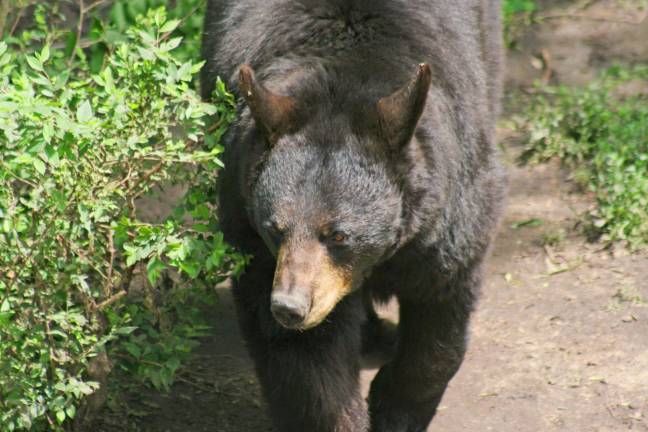 DEC adopts black bear management plan DEC adopts black bear management plan