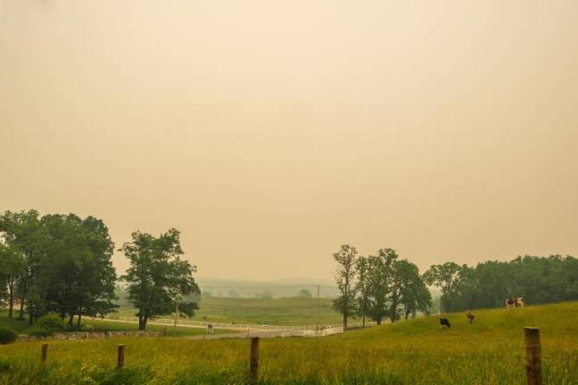 Cows graze in the haze at Bellvale Farms in Warwick.